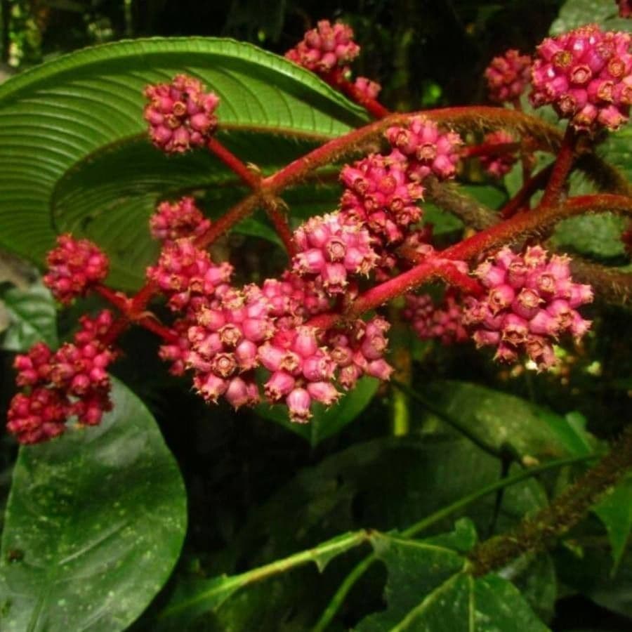 Miconia pallida