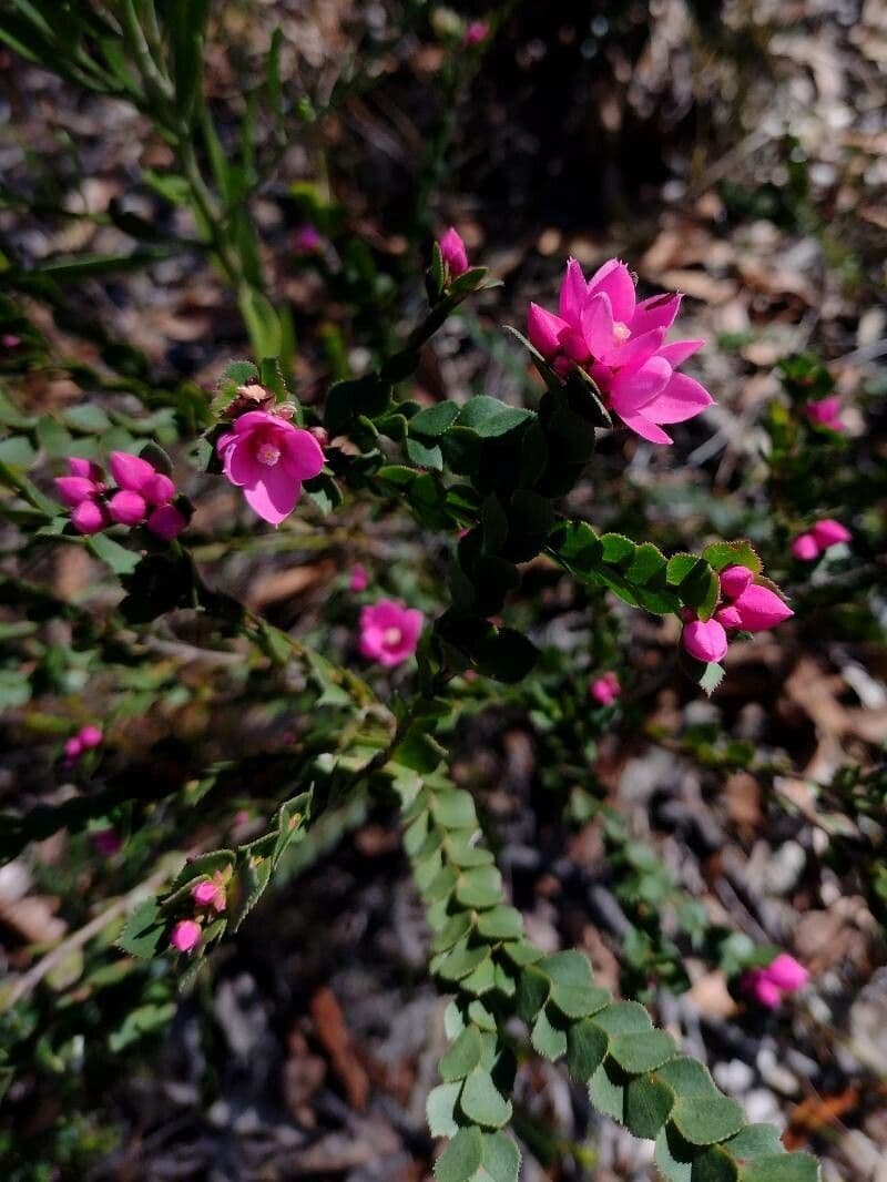 Boronia aserrada 6