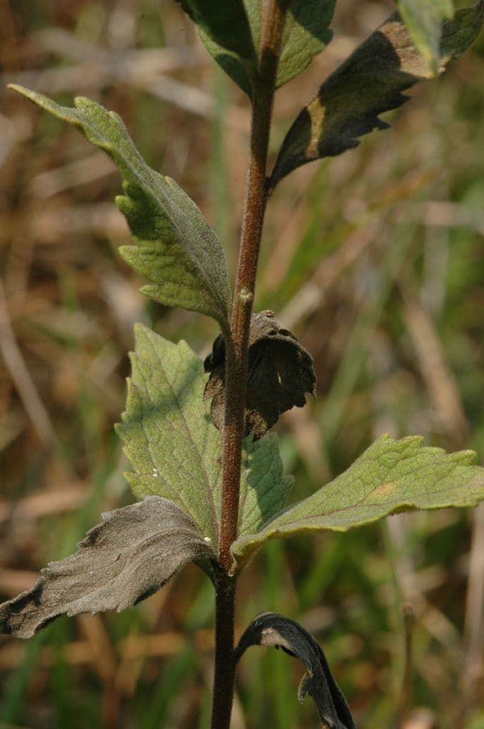 Brickellia eupatorioides 18