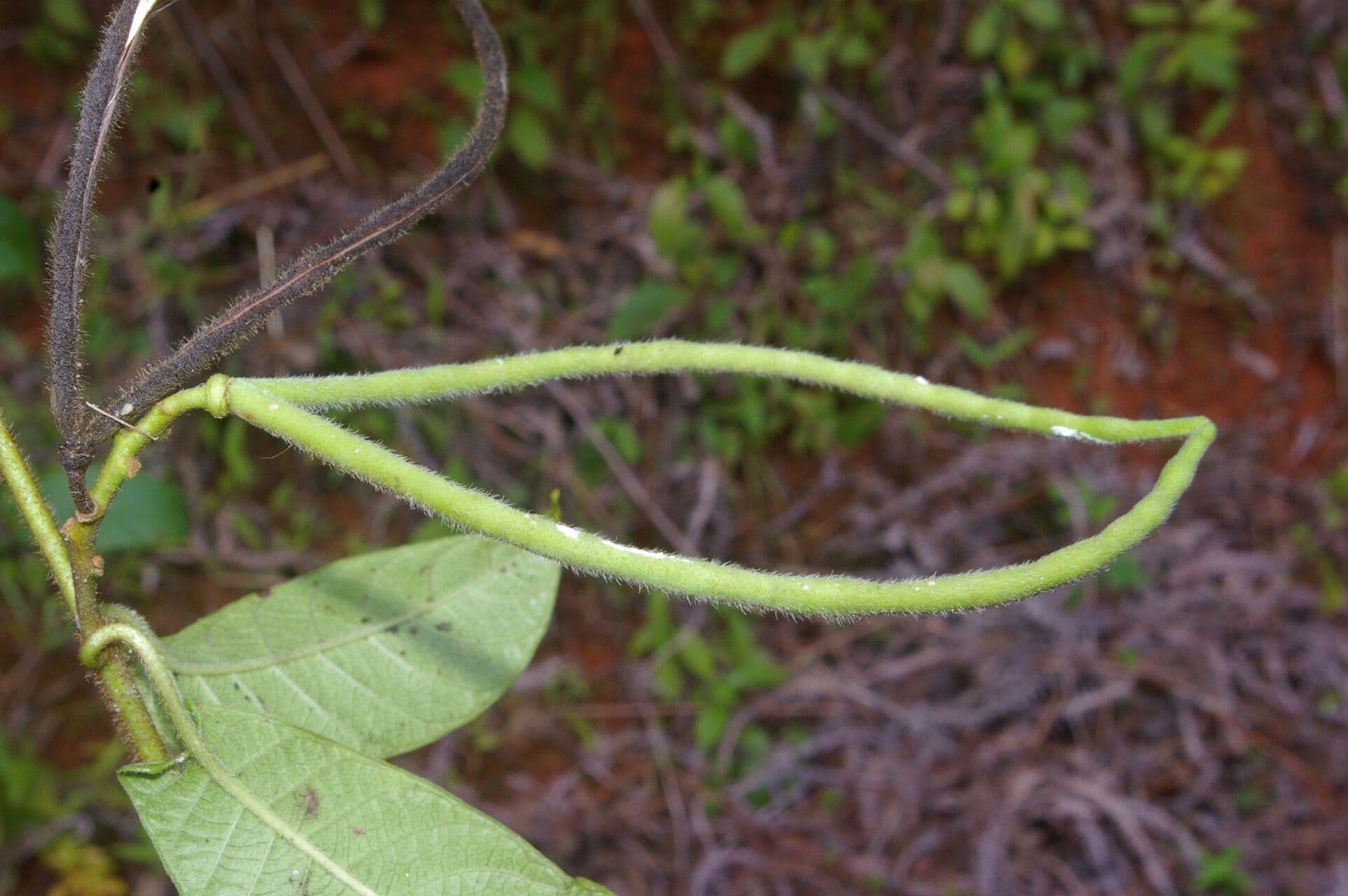 Mandevilla 13