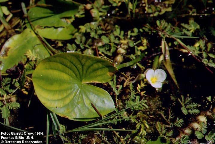 Sagittaria guayanensis 6