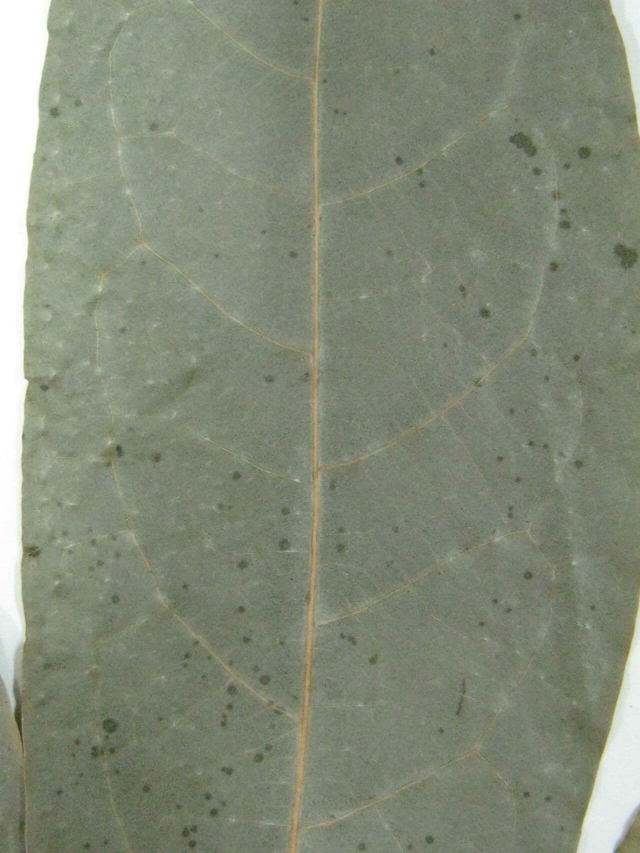 Aniba 2