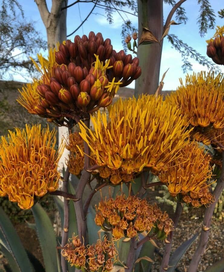 Agave di Parry 4