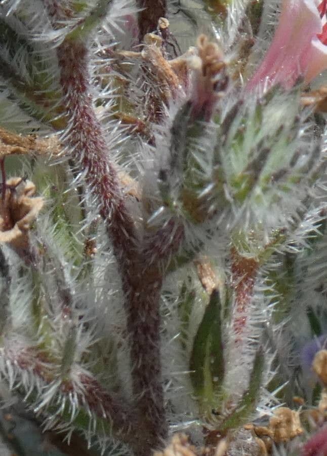 Echium asperrimum 20
