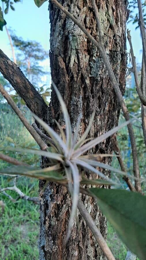 Tillandsia 9
