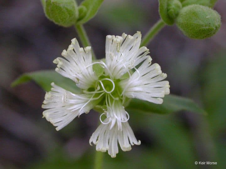 Silene campanulata 3