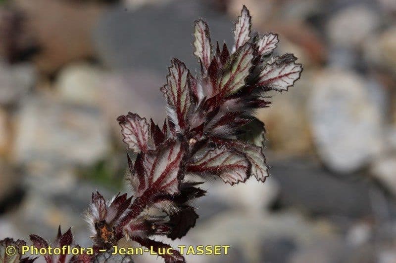 Forsskaolea 22