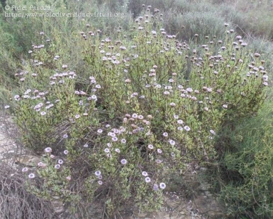 Stevia viscosa 5