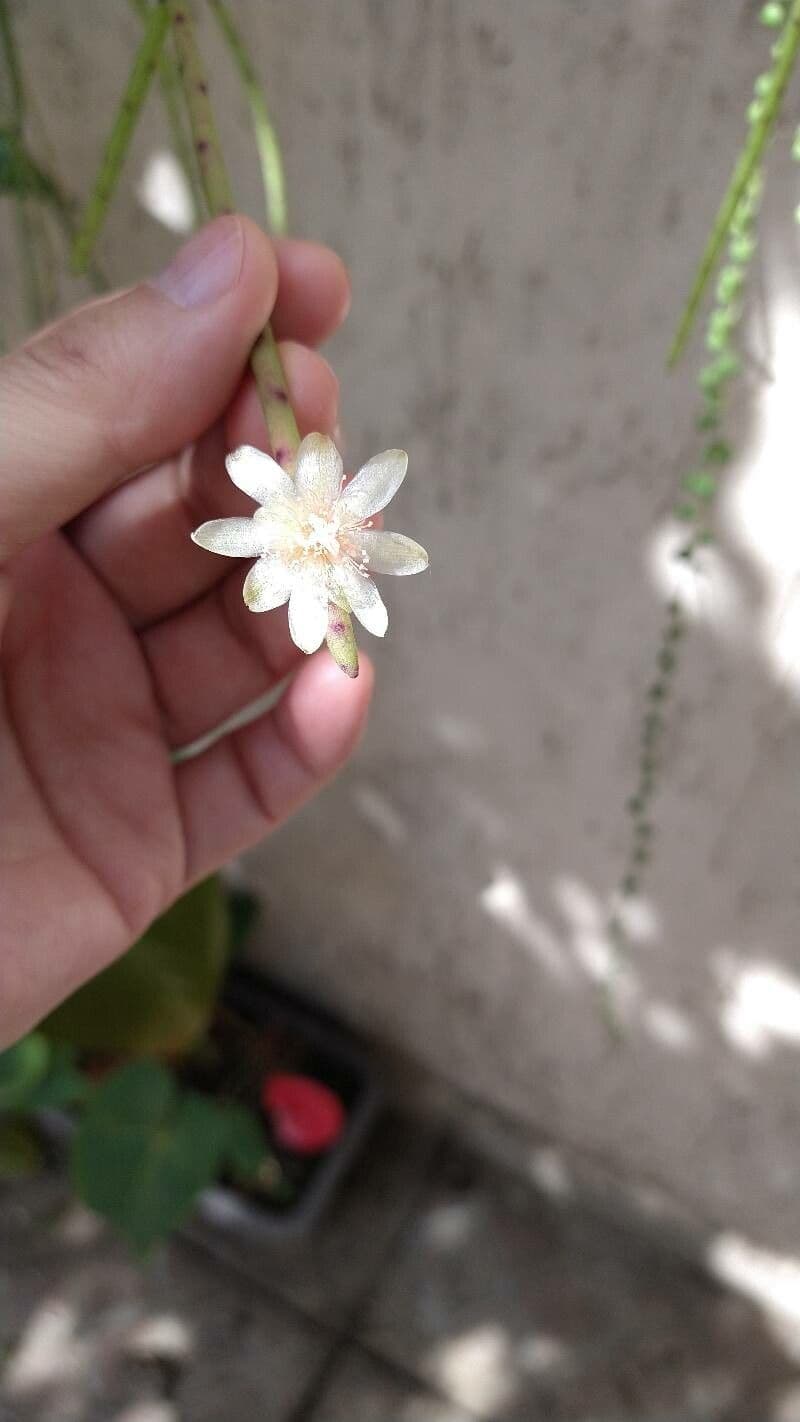 Rhipsalis 2