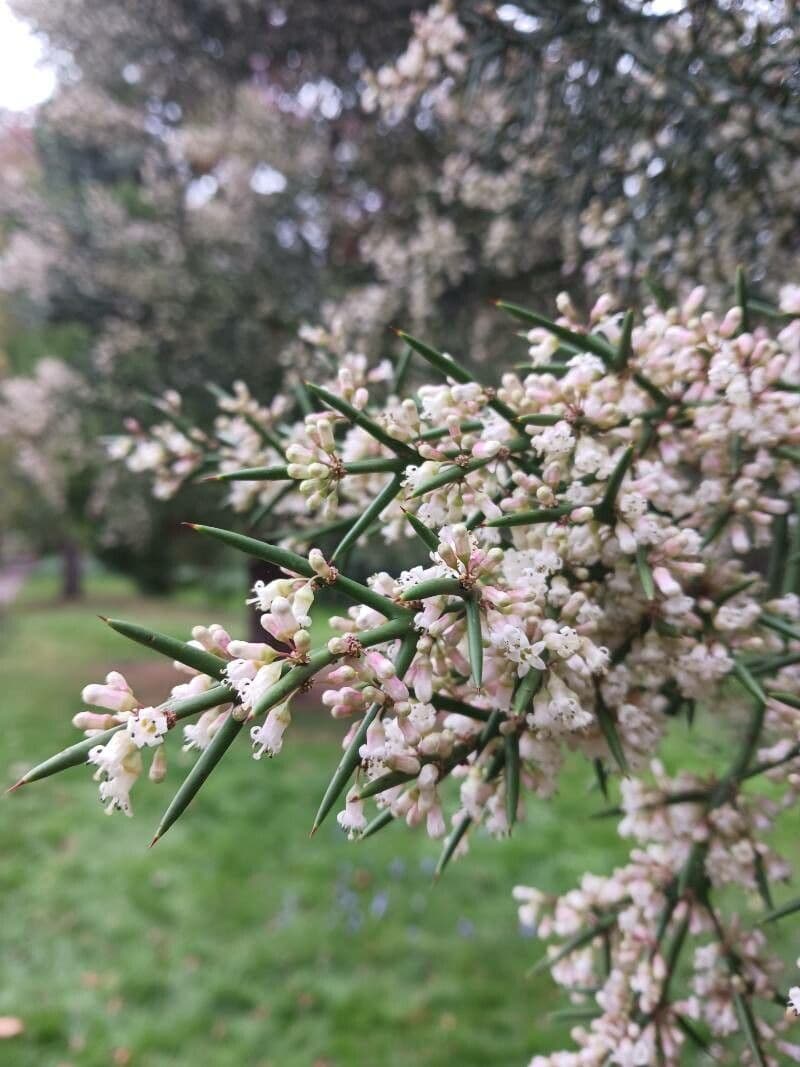 Colletia 9