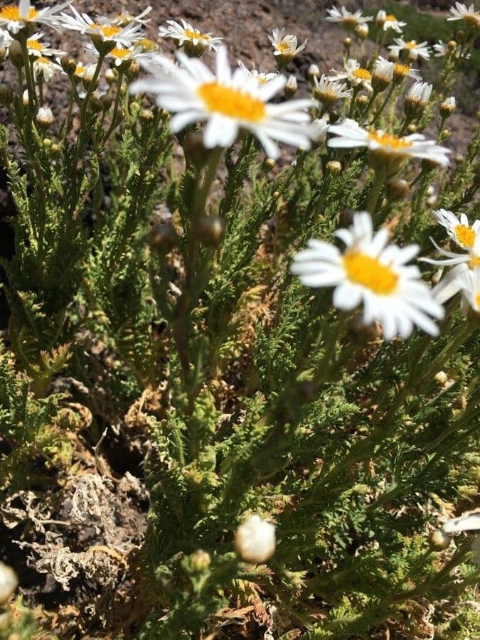 Argyranthemum 10
