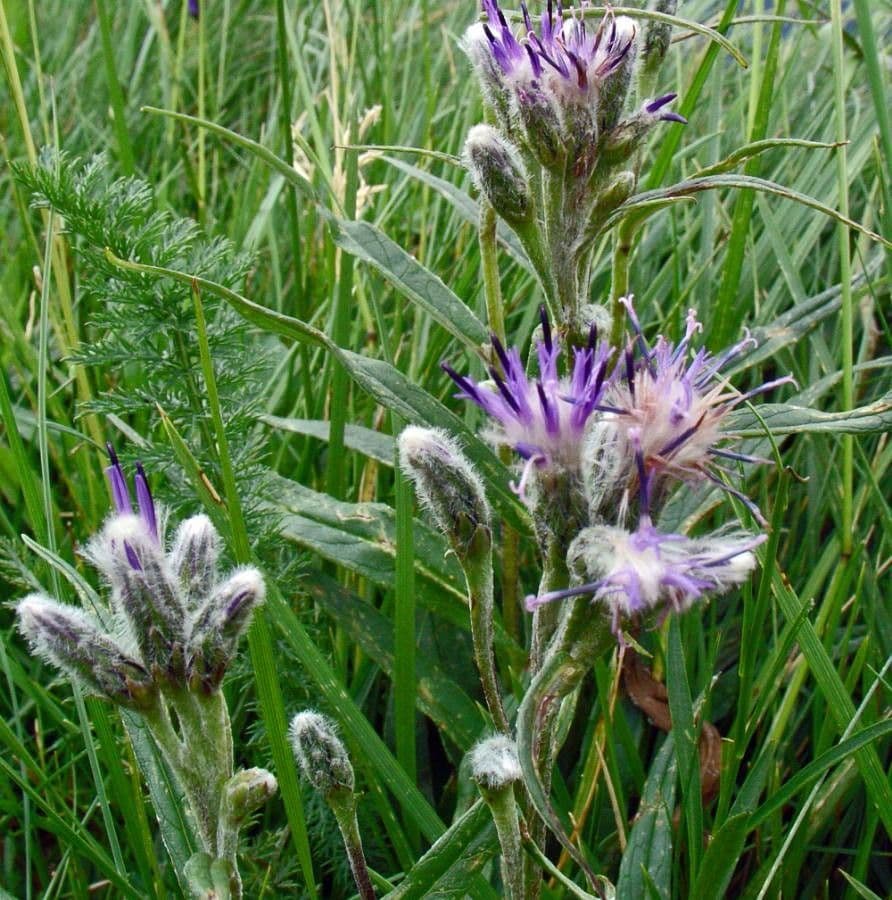 Saussurea 10