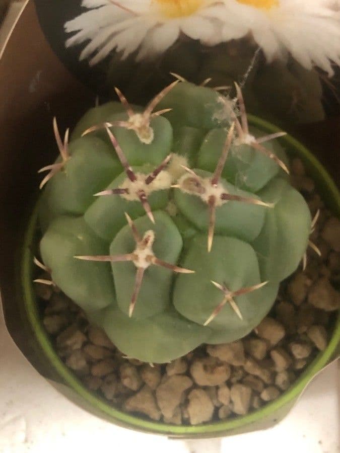 Thelocactus hexaedrophorus 12