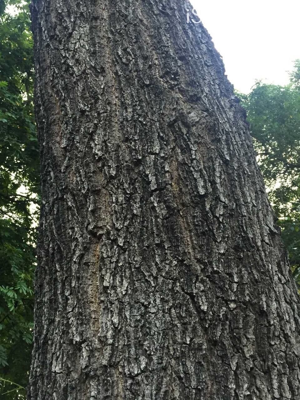 Albizia 18