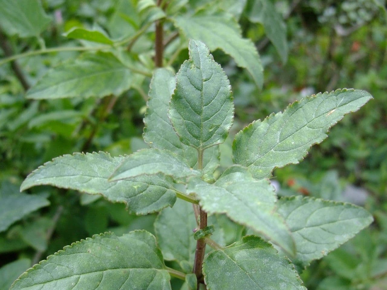 Phygelius 13