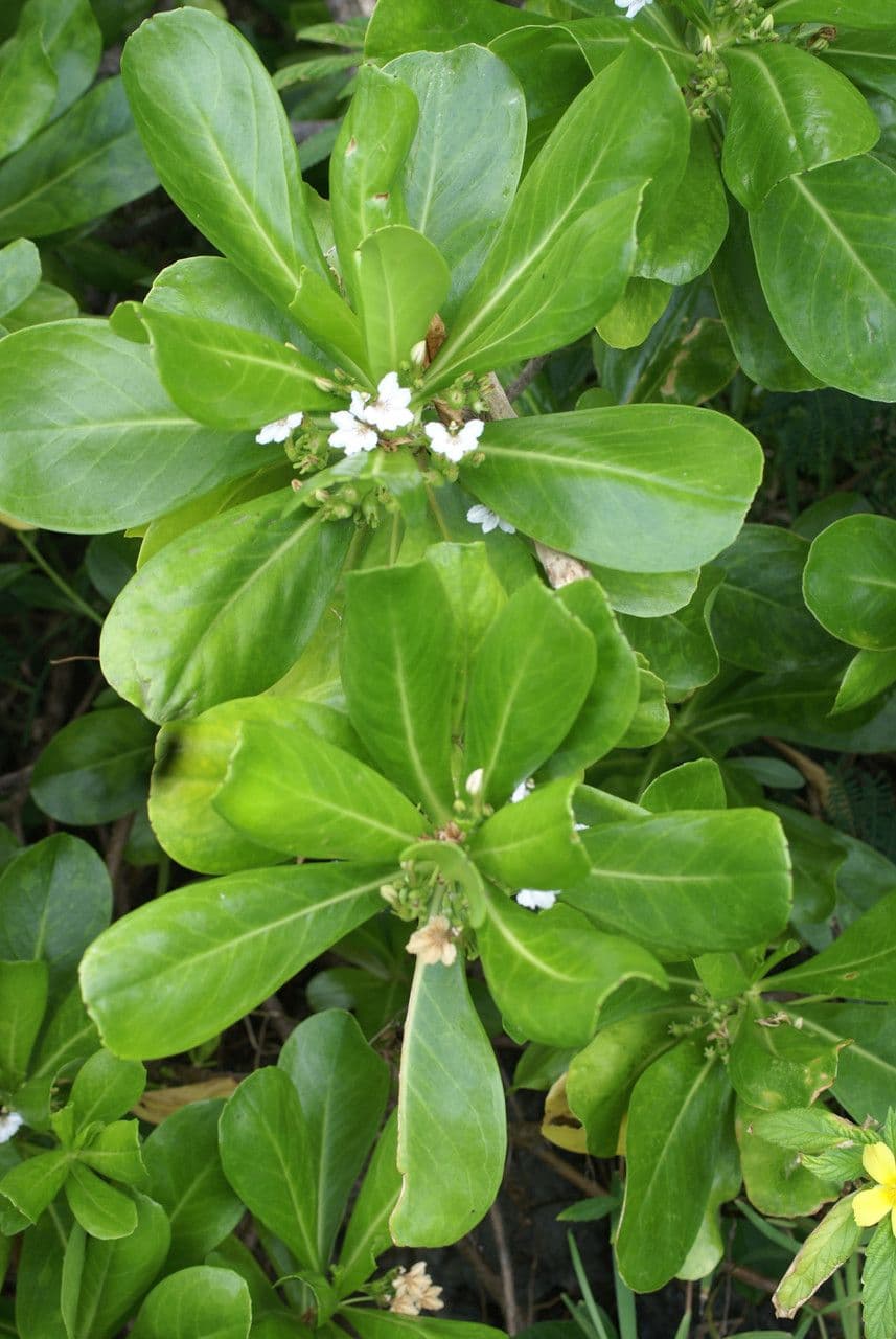 Scaevola taccada 11