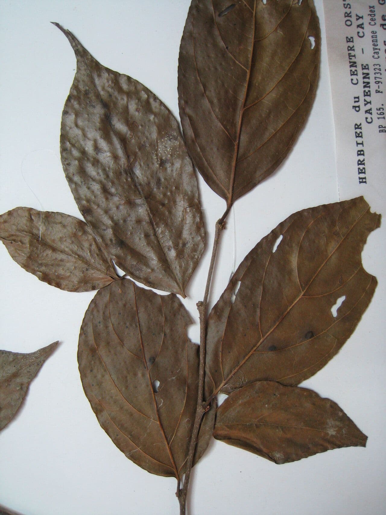 Casearia 5