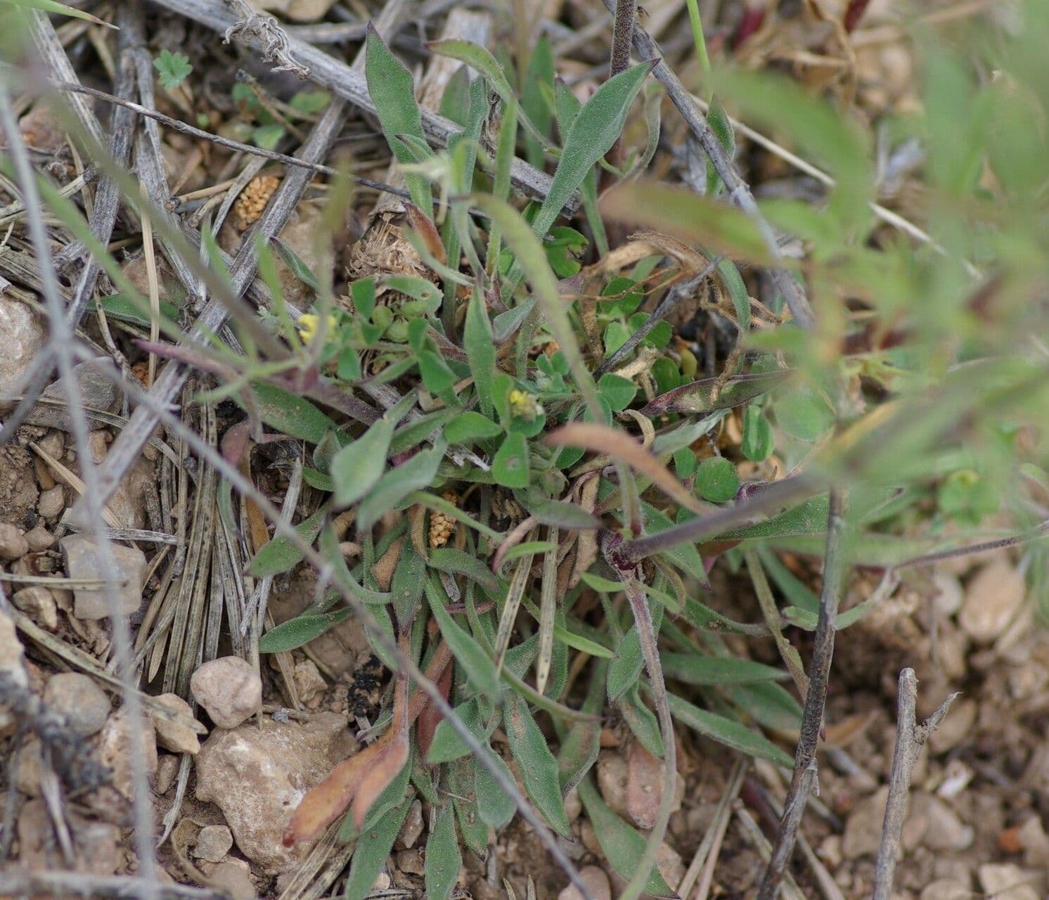 Silene mellifera 4