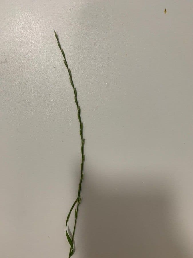 Festuca di Lachenal 6
