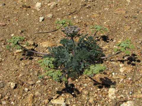 Lomatium mohavensis 11