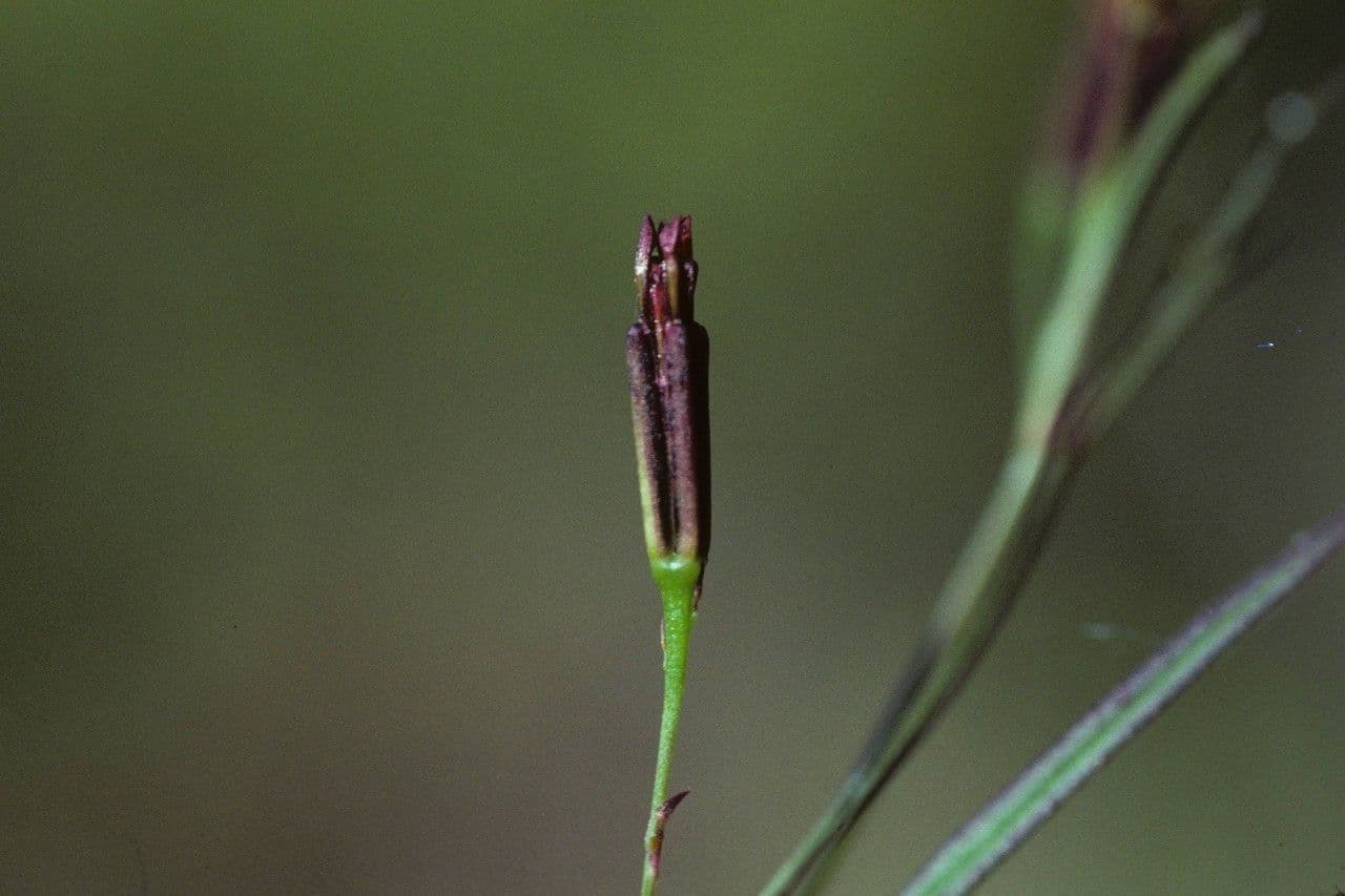 Pectis linifolia