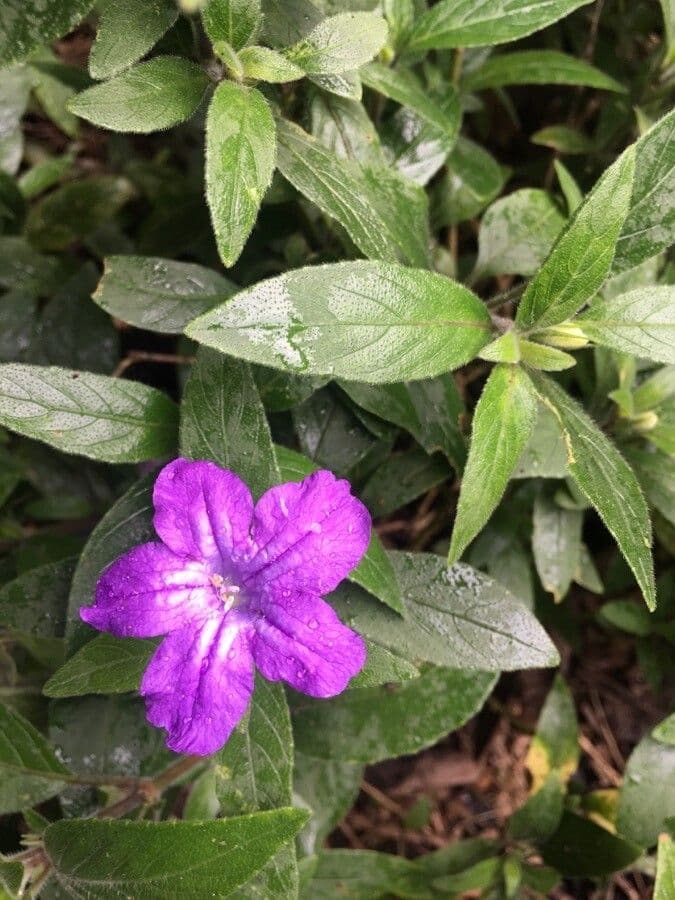 Ruellia
