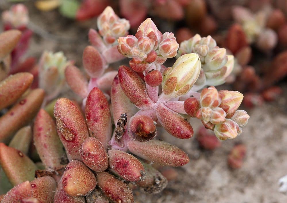 Dudleya