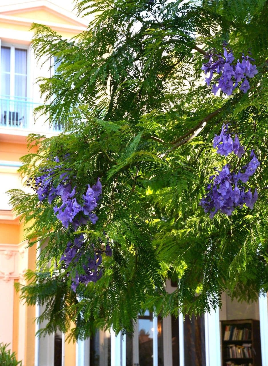 Jacaranda 27