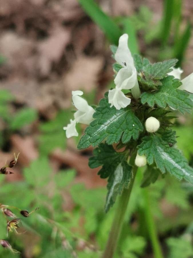 Lamium 2