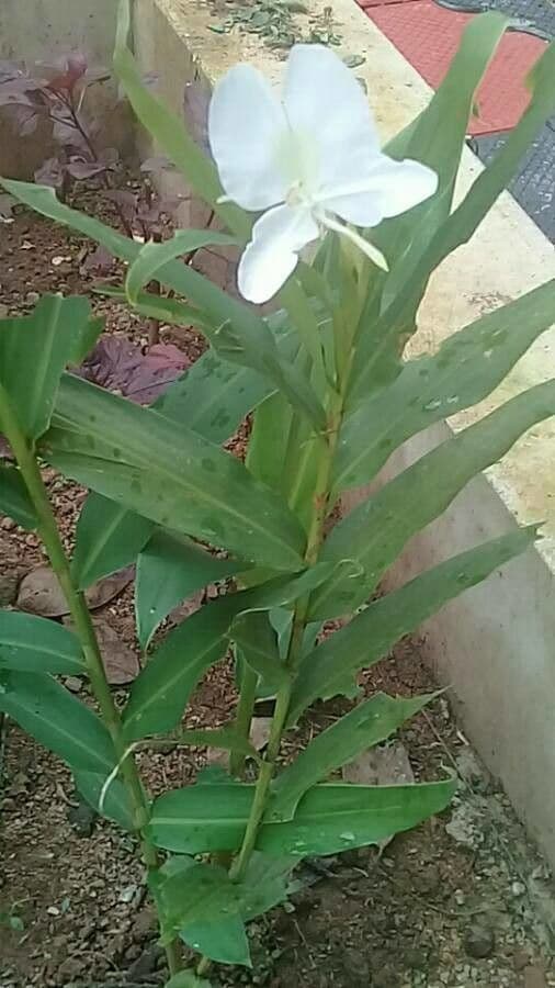 Hedychium coronarium 16