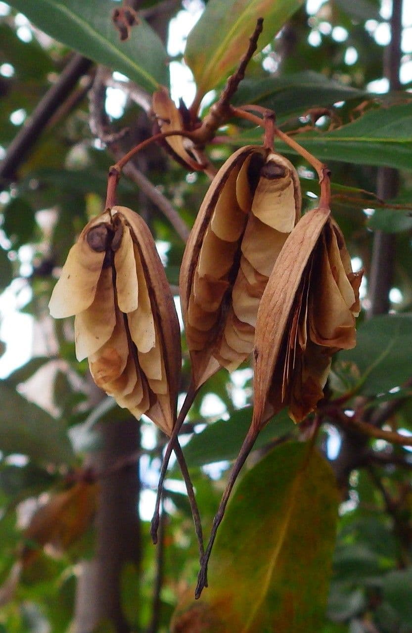 Embothrium 2