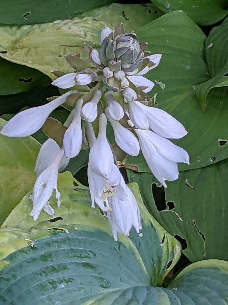 Hosta 6