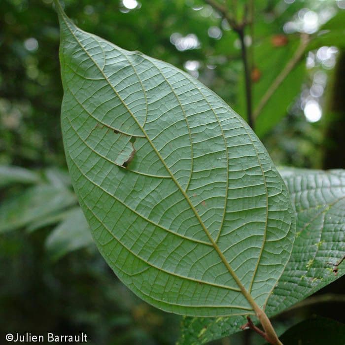 Cryptocarya 4