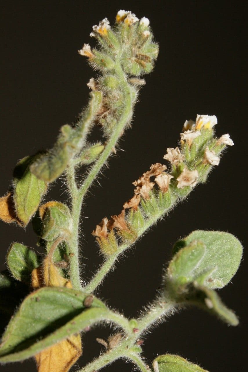 Zottiger Heliotrop 5