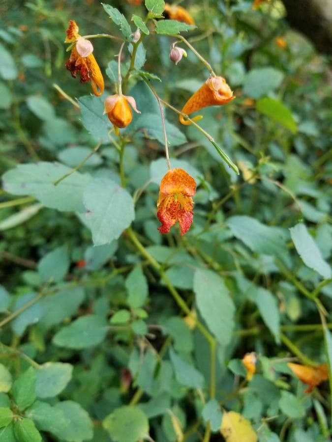 Orangerotes Springkraut 8