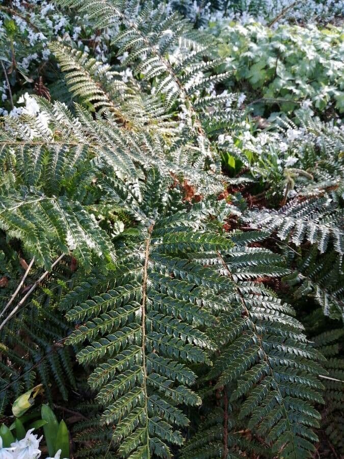 Polystichum polyblepharum 13