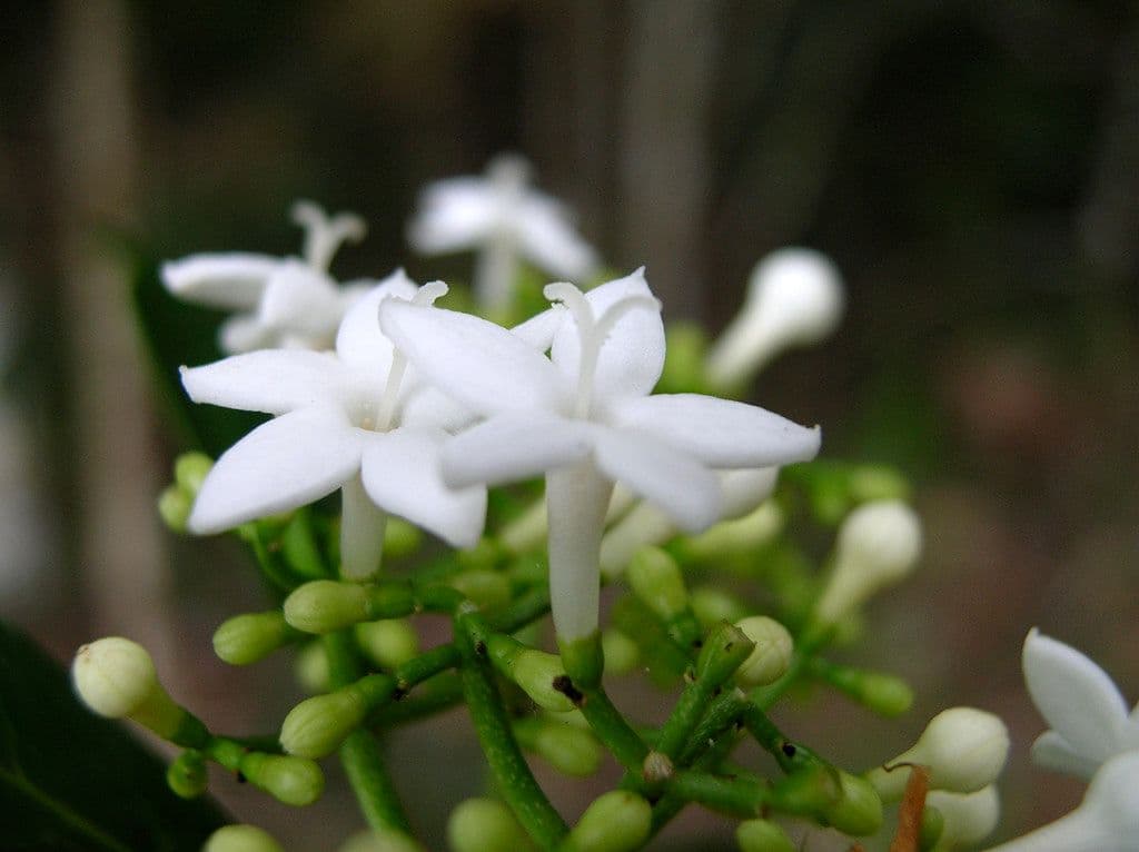 Psicotria 3