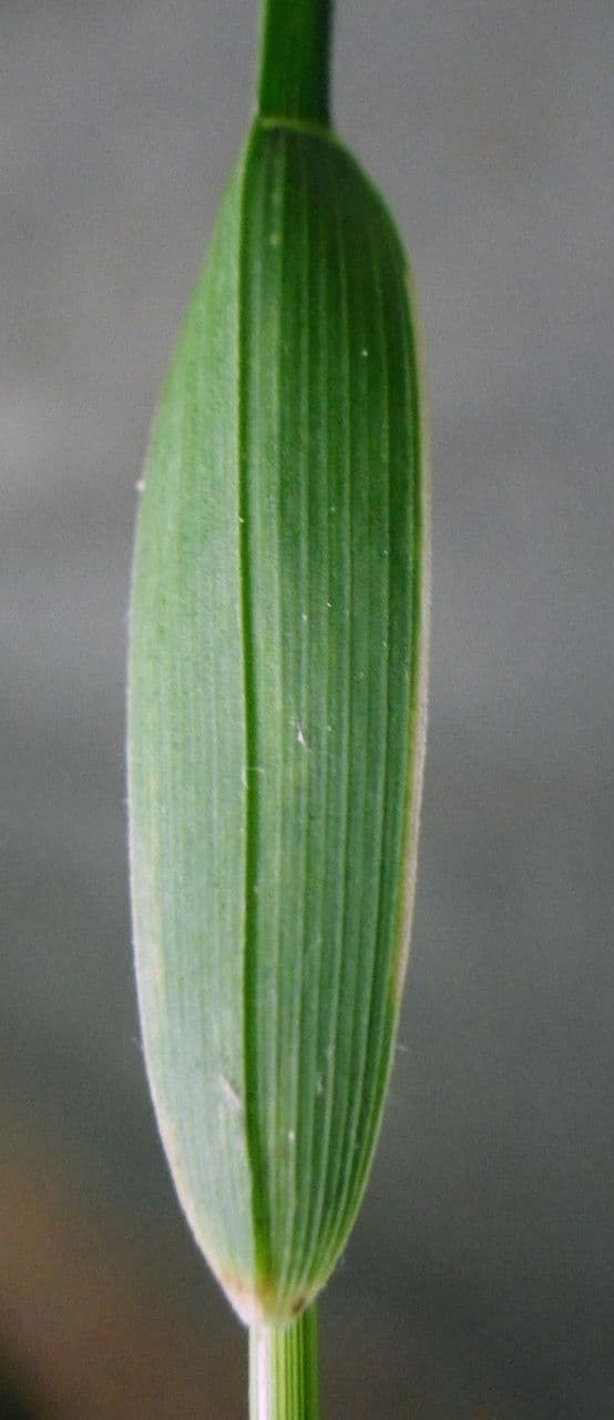 Fienarola di Chaix 19