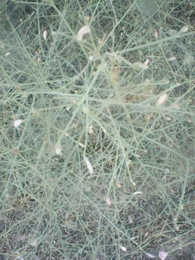 Acanthorrhinum 15