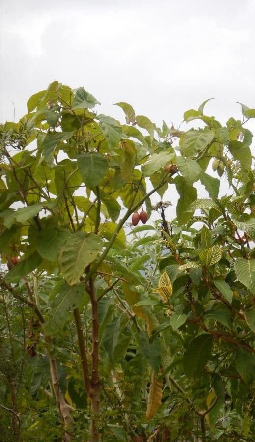 Baumtomate 11