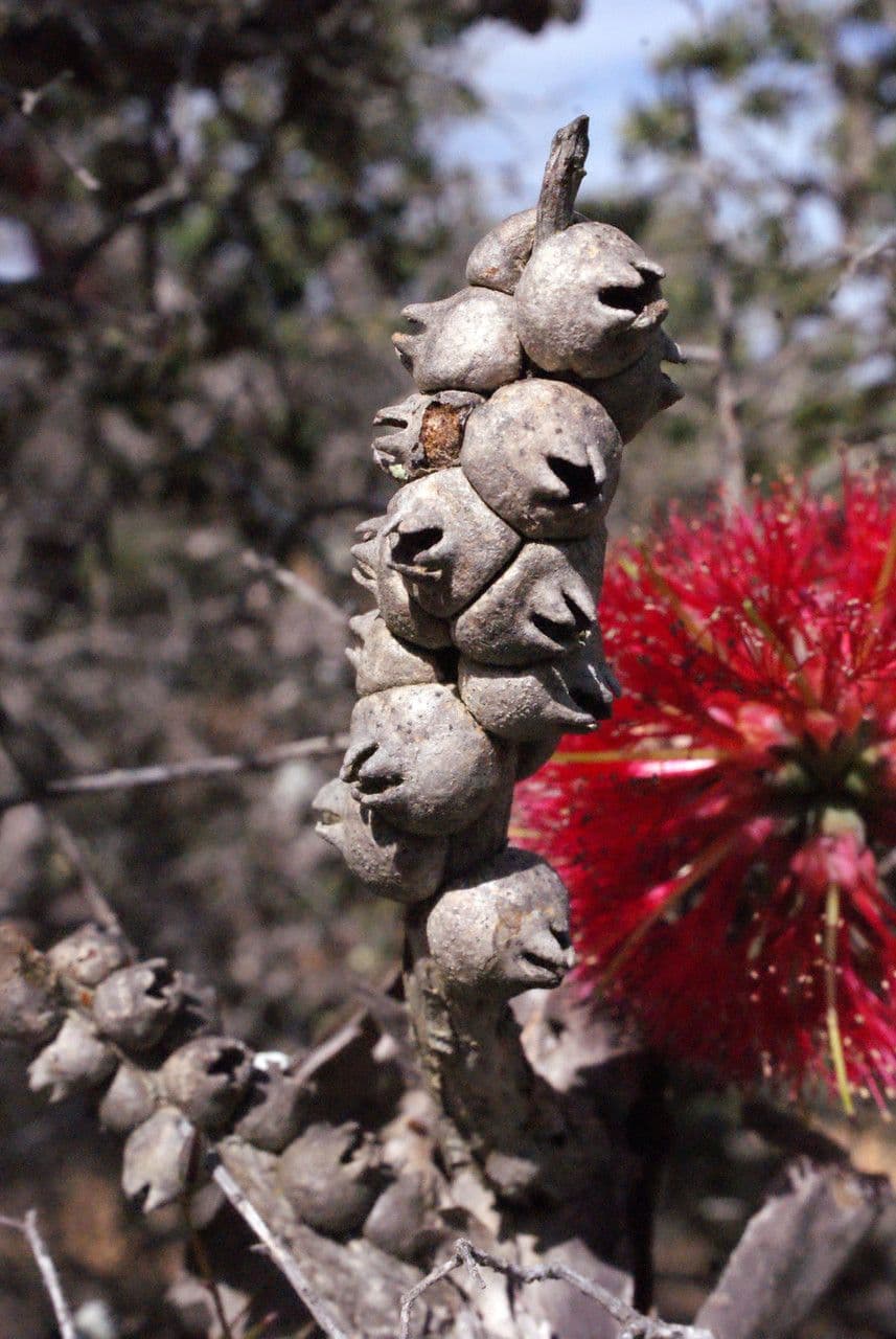 Kunzea Baxtera