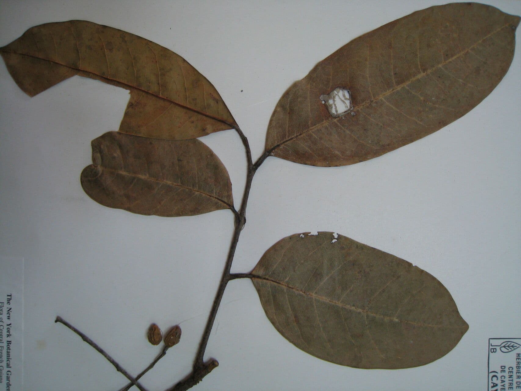 Dacryodes 3