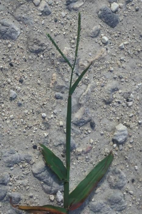 Paspalum setaceum