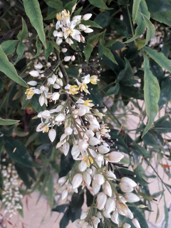 Nandina 7