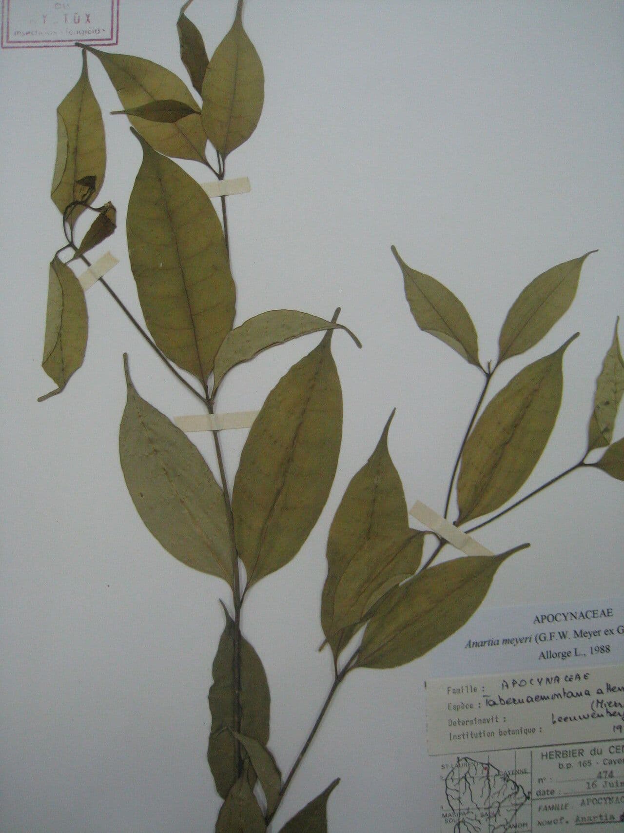 Tabernaemontana 9