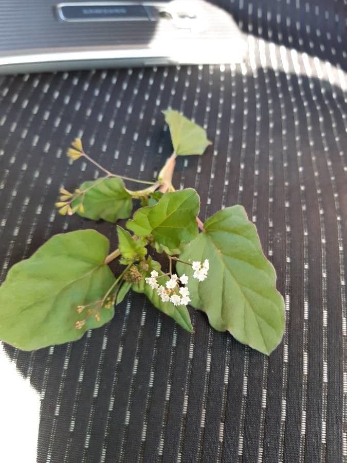 Boerhavia erecta 10