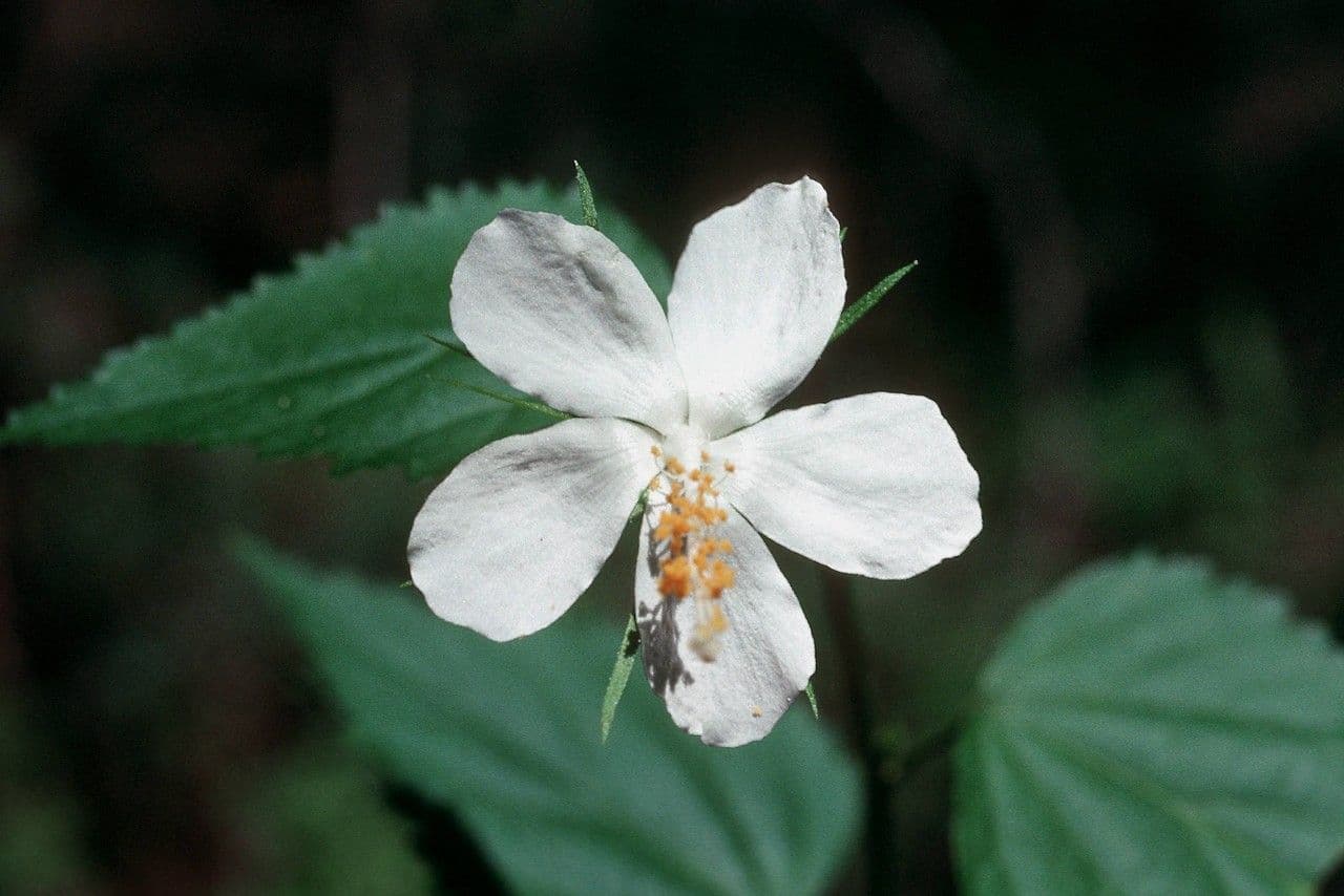 Pavonia spinosa 3