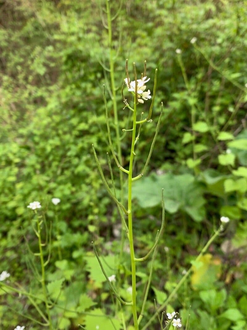 Cardamine parviflora 12
