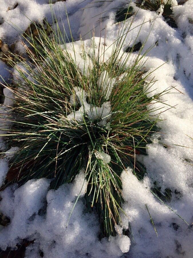 Festuca di Huon 16