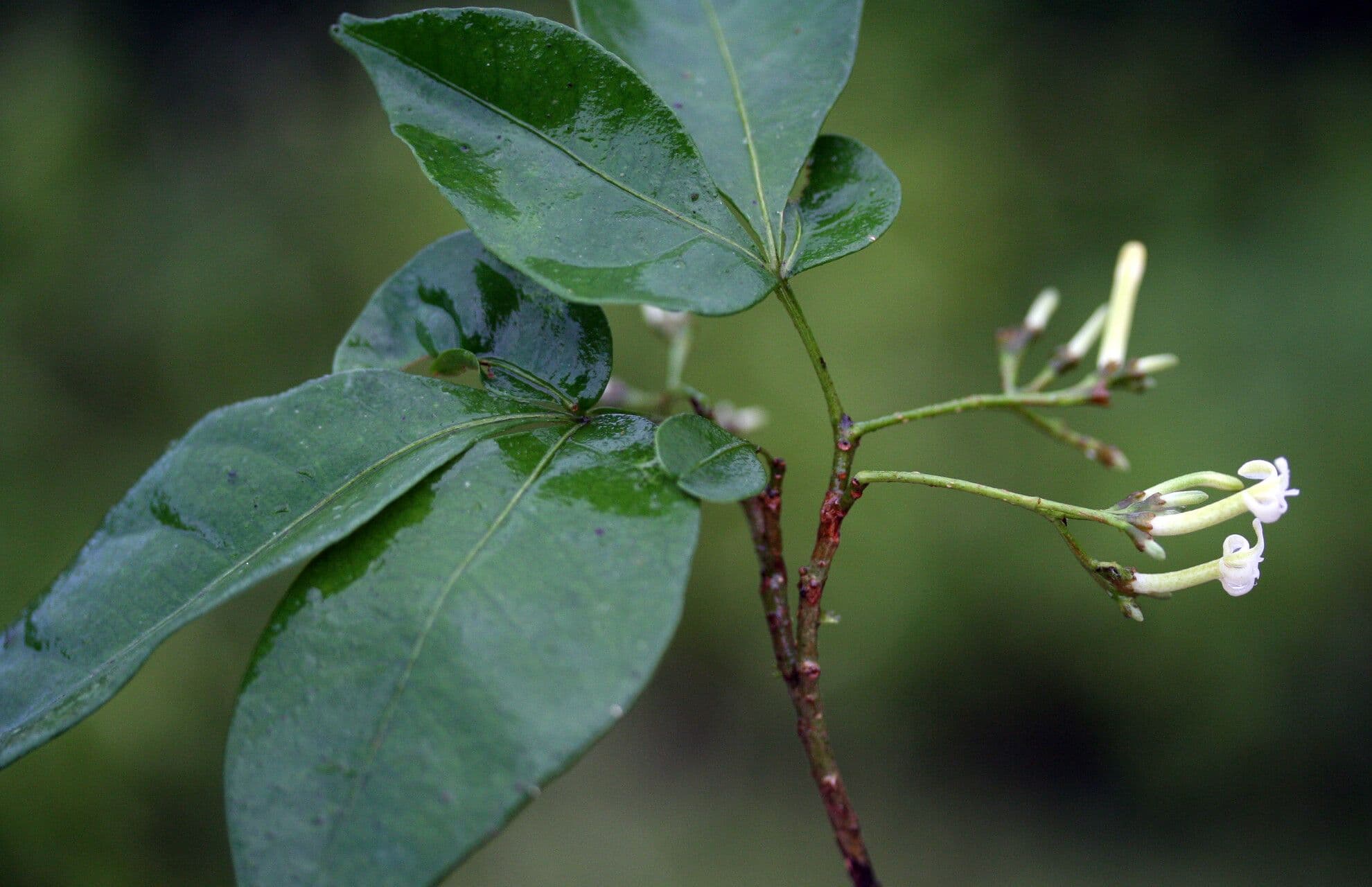Galipea